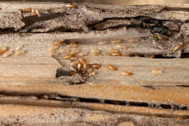 Pest Control for Restaurants in Micco, FL